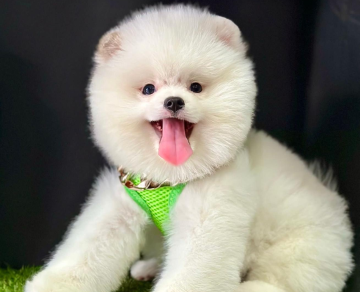 Pomeranian boo teddy bear ayi surat yavrularımız